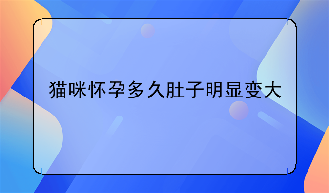 猫咪怀孕多久肚子明显变大