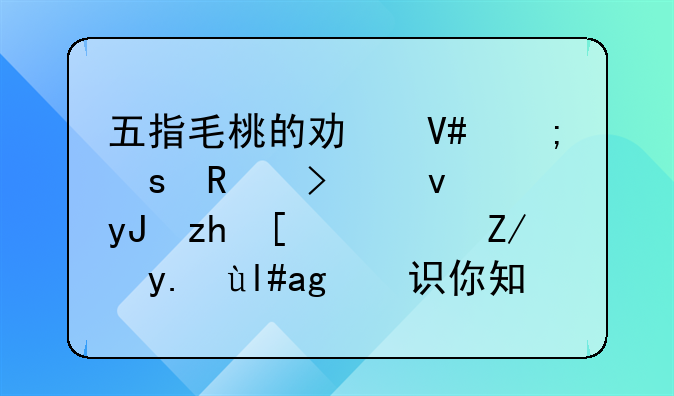 五指毛桃的功效与作用及食用禁忌？这些小知识你知道吗